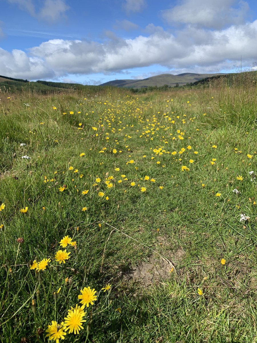 Tracytrees's tweet photo. So pretty in Strathrory today. Apparently no lime or fertilisers used and grazed by cattle. There were so many wild flowers, birds, bees, butterflies, dragonflies and frogs! Beautiful and relaxing #wildlife #insects #pretty #quite #beautilful #birds #pollintors #butterfly #bees https://t.co/NcQomVfHlY