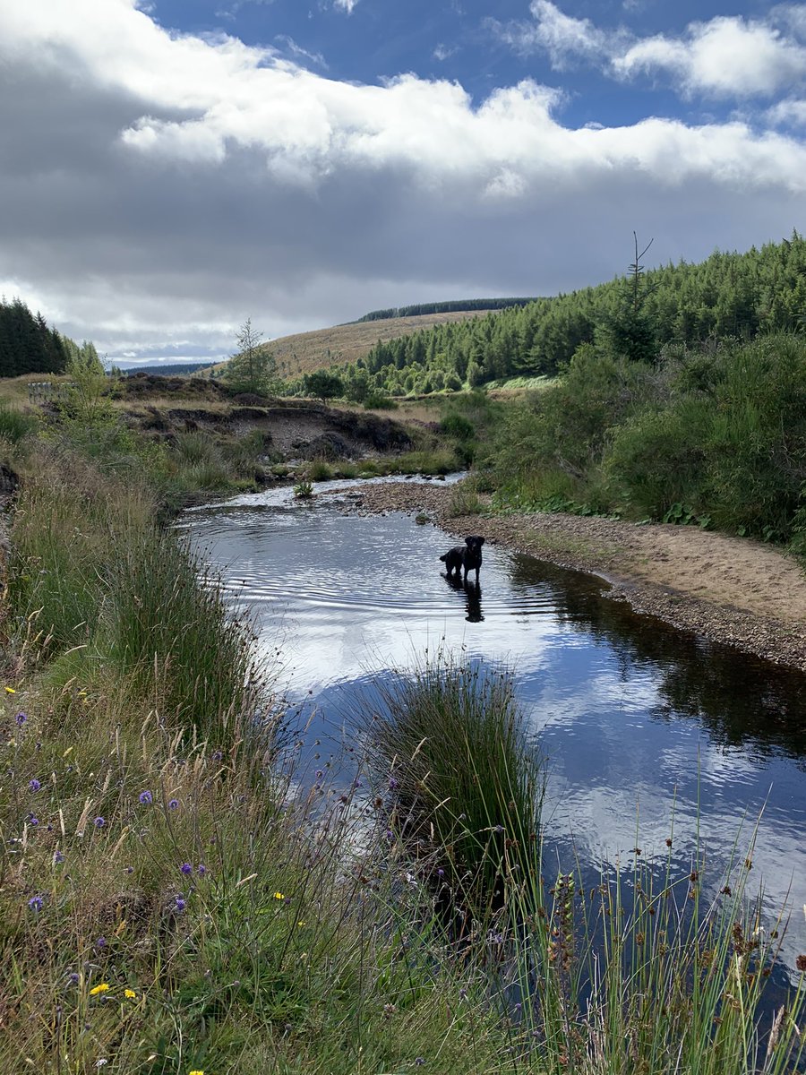 Tracytrees's tweet photo. So pretty in Strathrory today. Apparently no lime or fertilisers used and grazed by cattle. There were so many wild flowers, birds, bees, butterflies, dragonflies and frogs! Beautiful and relaxing #wildlife #insects #pretty #quite #beautilful #birds #pollintors #butterfly #bees https://t.co/NcQomVfHlY