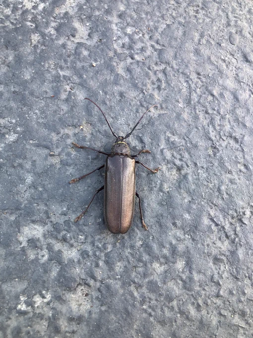 This monster beetle was on its back in the road, waving its legs helplessly in the air so I flipped it over with my foot. Reminded me of this page from Milagro. Life imitates art. 