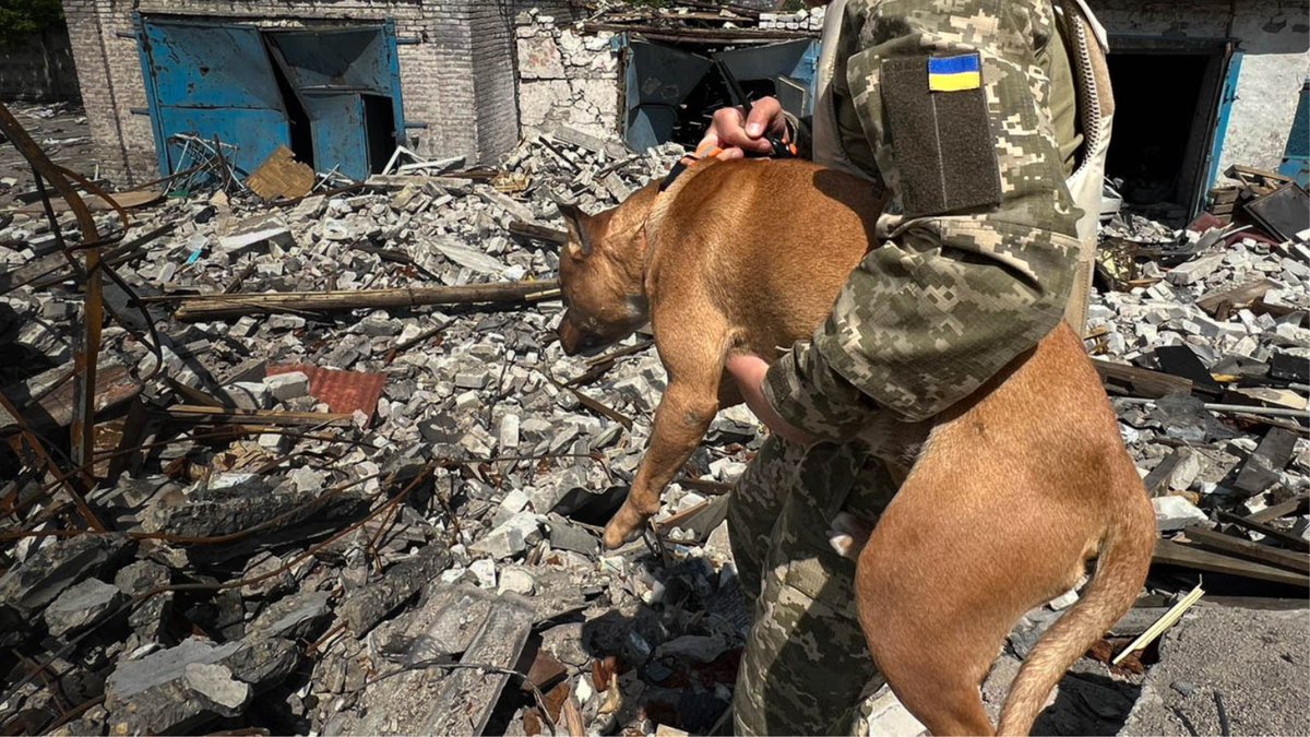 Today we want to remind you that none of the work we’ve done for animals in #Ukraine would have been possible without you. Every animal we’ve helped has been because of your support. There are still so many in need. Only your support can get us to them: bit.ly/3bs79Yz