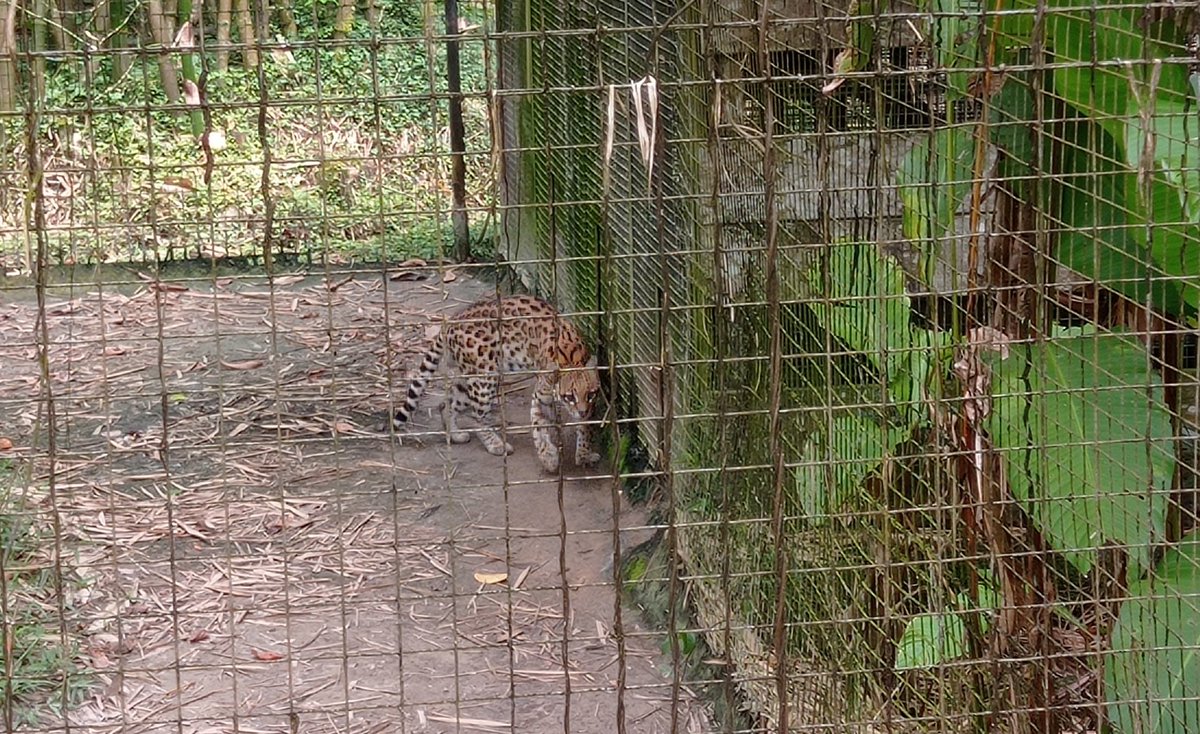 PhilippeBouba's tweet photo. Zoo de #Guyane ➡️ Pensez au don d'un euro destiné à 🆘 Faune sauvage 🦥🦧🦜🦎🐆 #goodtransaction https://t.co/cxmk1kTEQQ