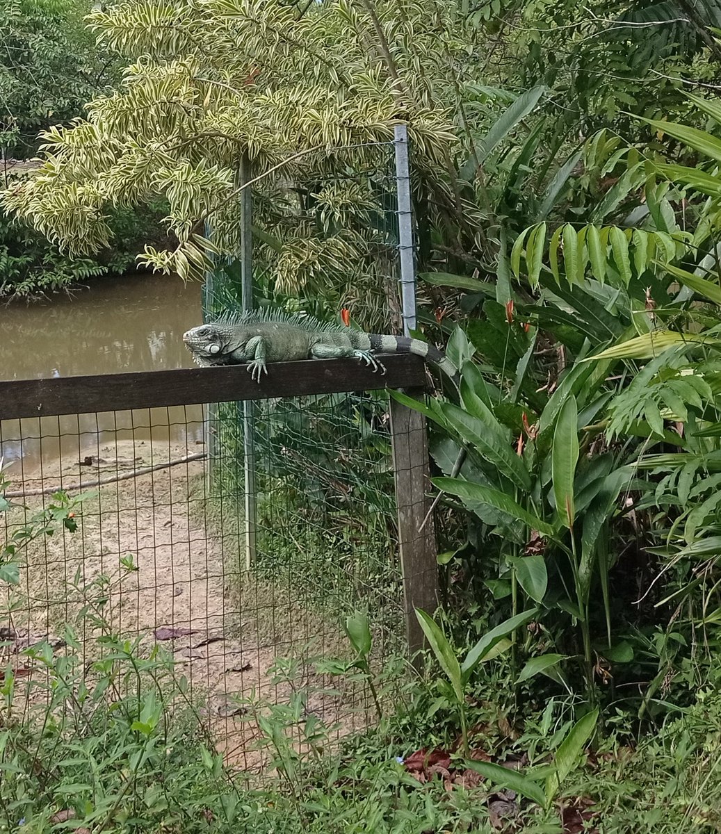 PhilippeBouba's tweet photo. Zoo de #Guyane ➡️ Pensez au don d'un euro destiné à 🆘 Faune sauvage 🦥🦧🦜🦎🐆 #goodtransaction https://t.co/cxmk1kTEQQ