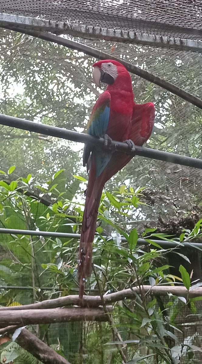 PhilippeBouba's tweet photo. Zoo de #Guyane ➡️ Pensez au don d'un euro destiné à 🆘 Faune sauvage 🦥🦧🦜🦎🐆 #goodtransaction https://t.co/cxmk1kTEQQ