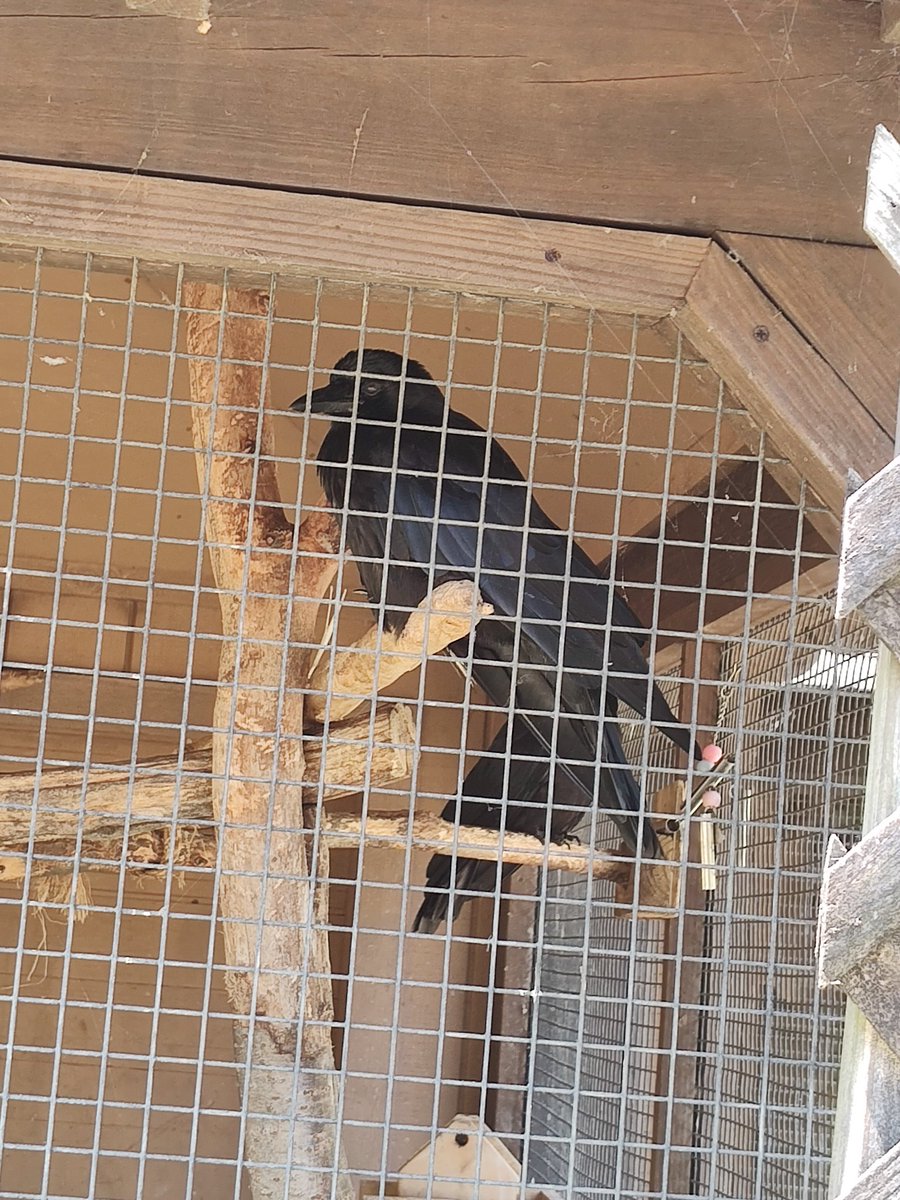 take emo cat and crow
