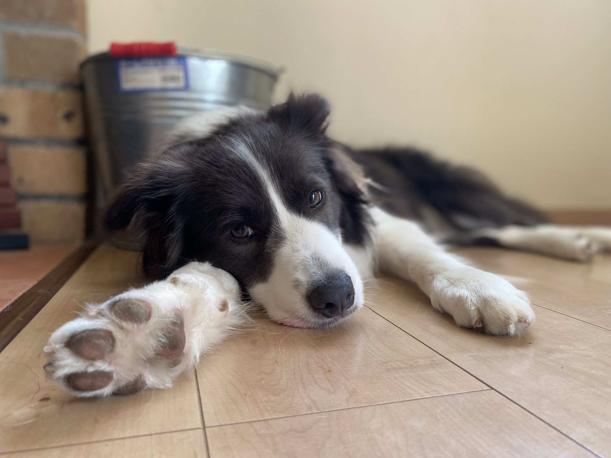 Tweets With Replies By パティ はじめて犬を飼う Pattysayhello Twitter