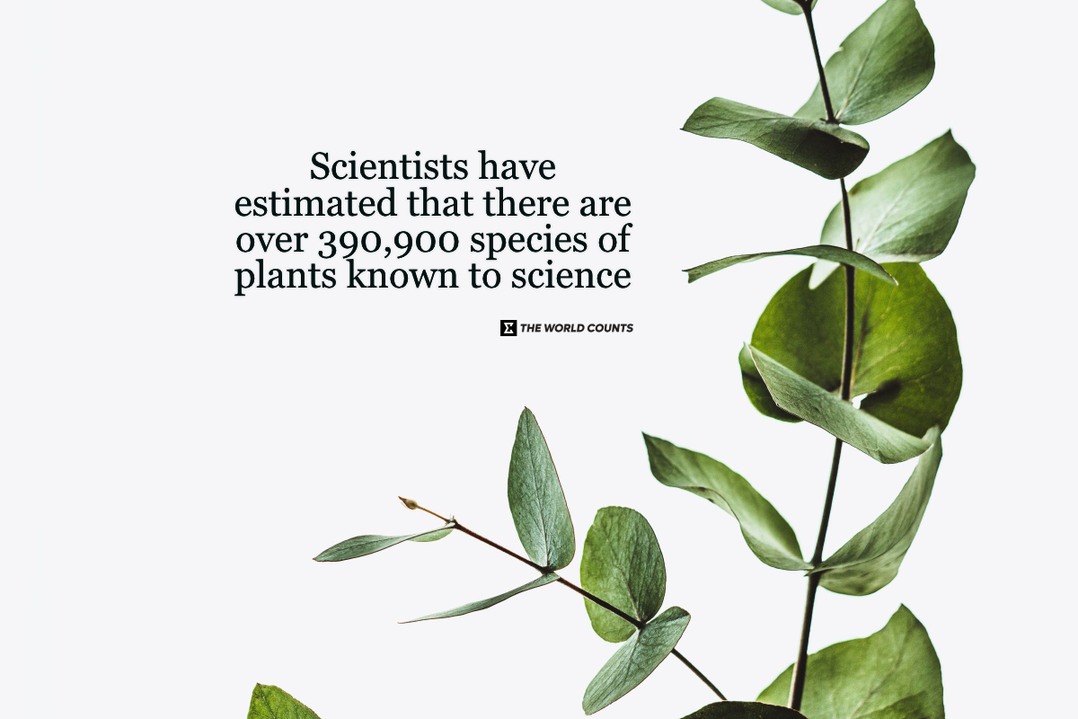 The study was part of a report carried out by the Royal Botanic Gardens, Kew.
#theworldcounts #theworldcountsfacts
#stopclimatechange #plants #newspecies #environmentalawareness