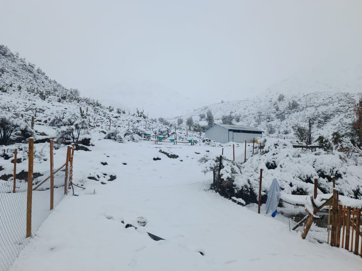 denis_cortes's tweet photo. Así amaneció una vez más #ElPiche
En #Illapel cubierto de ❄️❄️❄️
@MUNI_ILLAPEL 
@Sepulinares @michelleadamv @gmarconeweather @cristobaljuliav @cristobalreus https://t.co/GdrJglouzx