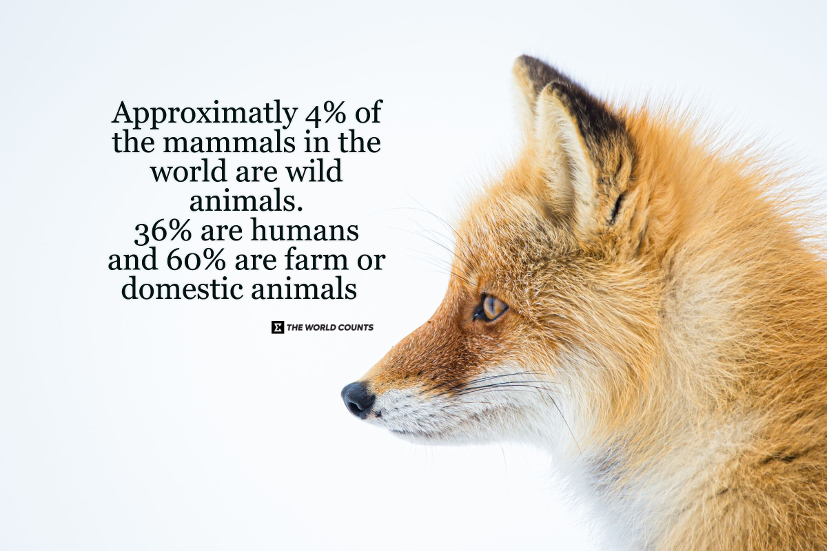 A study made by the National States Academy of Science estimates that approximately only 4% of the mammals in the world are wild animals. 36% are humans and 60% are farm or domestic animals.

#wildlife #theworldcounts #theworldcountsfacts