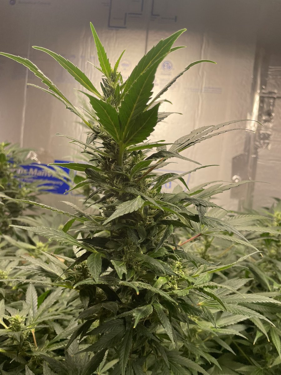These re-vegged blue dream clones are finally flowering again… pretty strange goings on with these girls…

#Mmemberville #CannabisCommunity #Growmies #GrowYourOwn #OrganicsOnly #SeaOfBeam #BuyTheSeed #420friendly #FatNugzNoBugz #MoreTerpInYourTea #WeedLovers #Weedmob