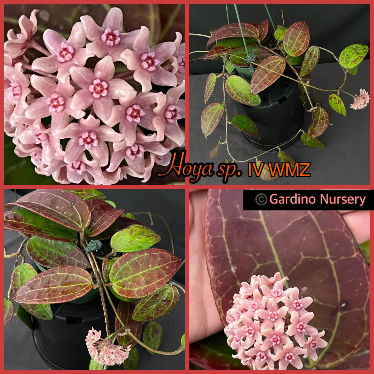 Hoya sp. IV WMZ. This one comes from Welsh Mountain Zoo(WMZ), a