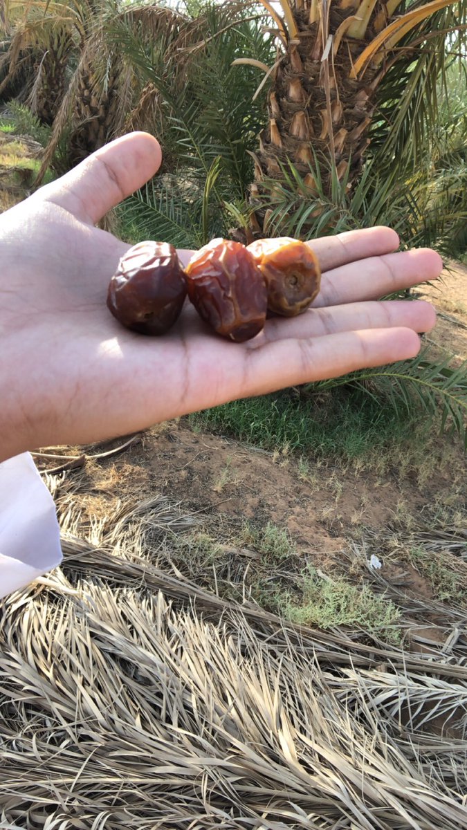wlvvI's tweet photo. بيع جميع انواع التمور من مزرعتنا الخاصة 

للحجز : 0562323527

#وين_نروح_في_الطايف
 #الهلال_الميريا
 #لينا_طه
 #المعسكر_الكشفي_الاول_للفتيات
 #حرمان_الام_من_اولادها https://t.co/IU3Sp14nJC