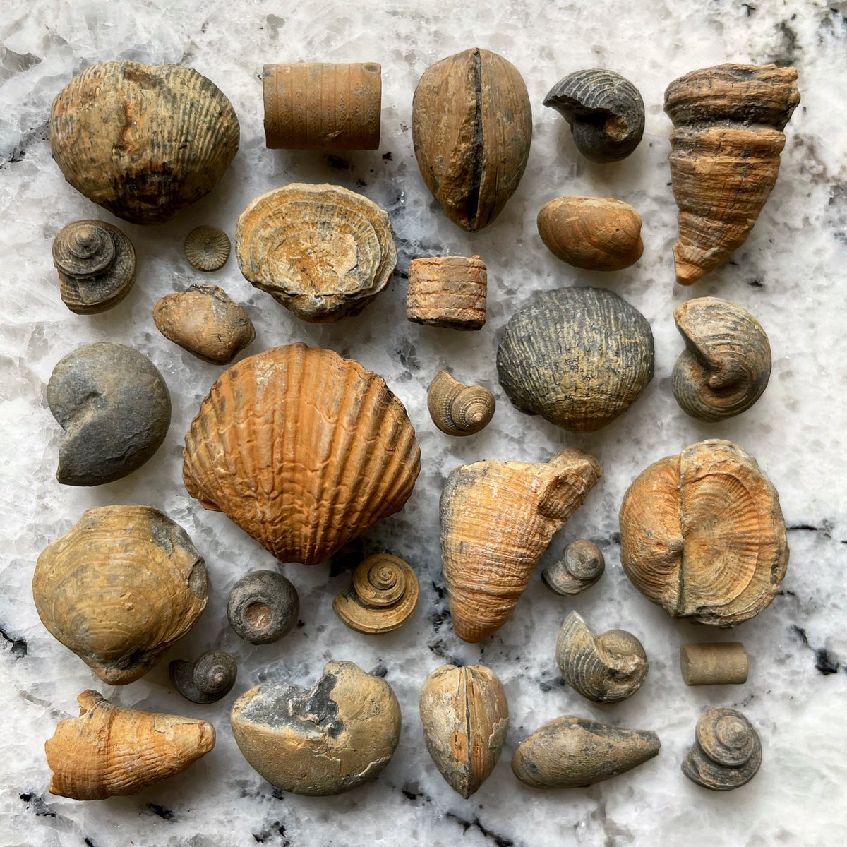 palaeokatie's tweet photo. Wee selection of carboniferous invertebrates from this morning 🖤 https://t.co/70ojzYw72n