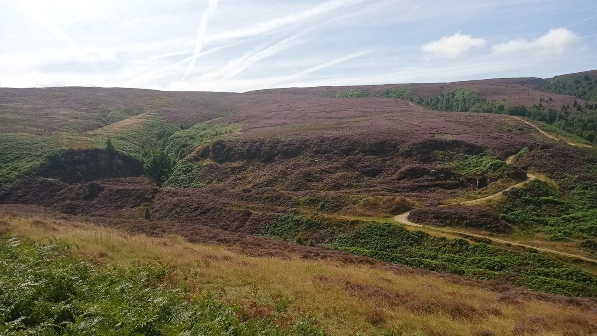 Dean Williamson tweet media