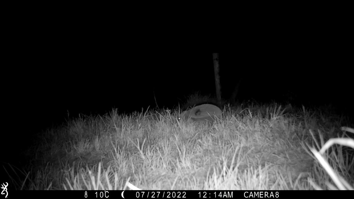 Irish Hedgehog Survey tweet media