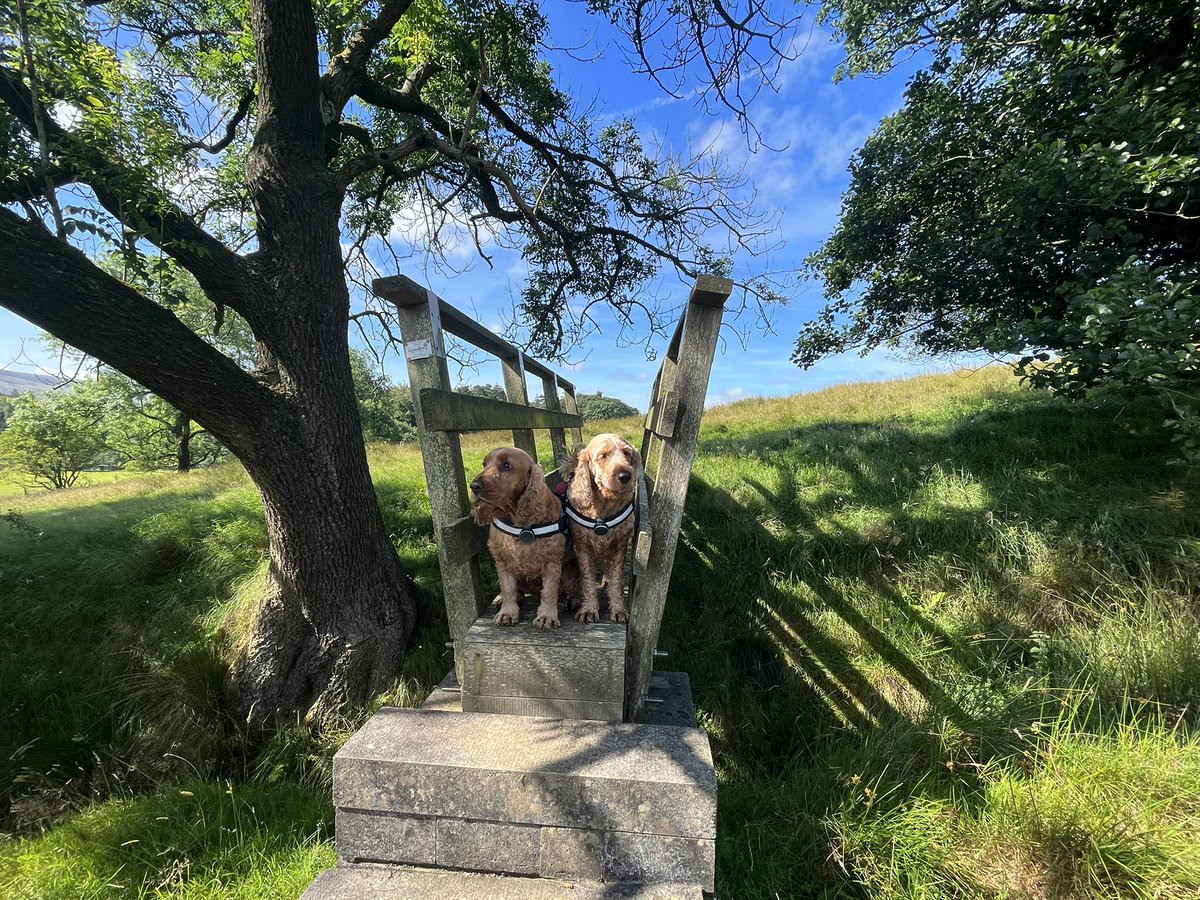 BrokenLilDolly's tweet photo. A sunny 🐾🐾 walk today around Abbeystead Reservoir ☀️
#Abbeystead 
#Lancashire https://t.co/yp72DPLhvz