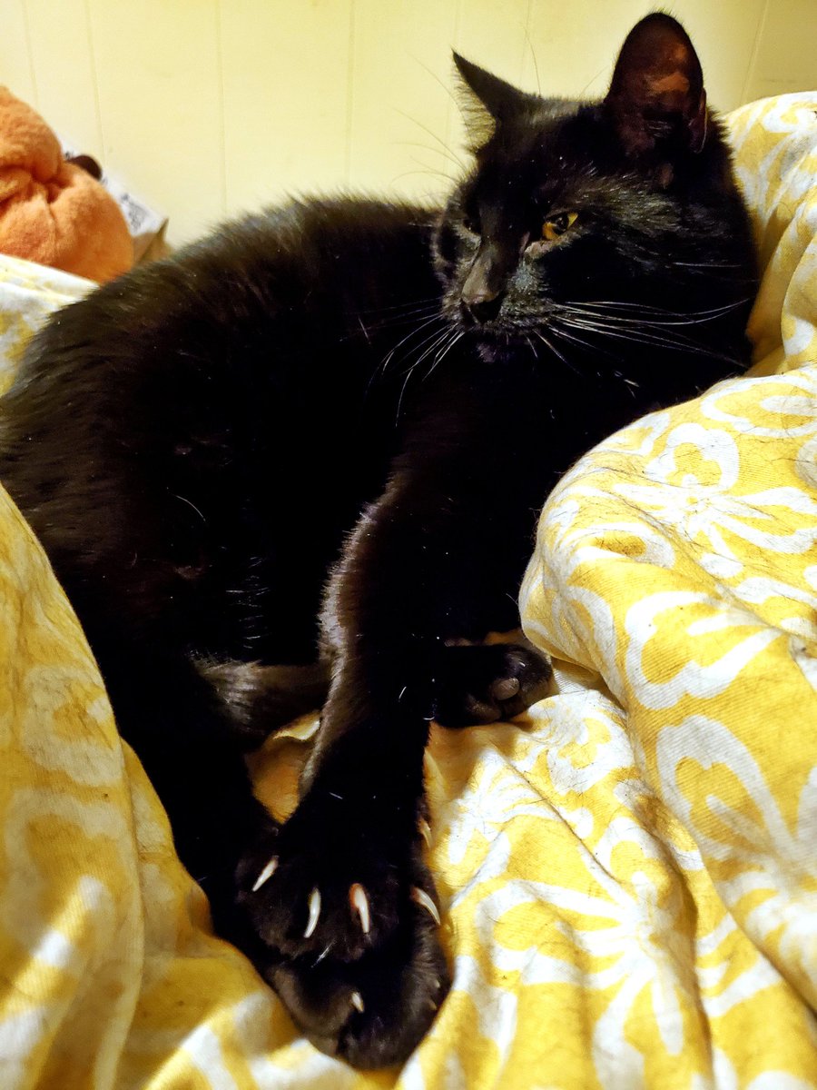 GhostKitteh's tweet image. Lazy Sunday wif mine sharpes.
#CatsOfTwitter #BlackCat #AdoptDontShop #Cats #BlackCatsOfTwitter