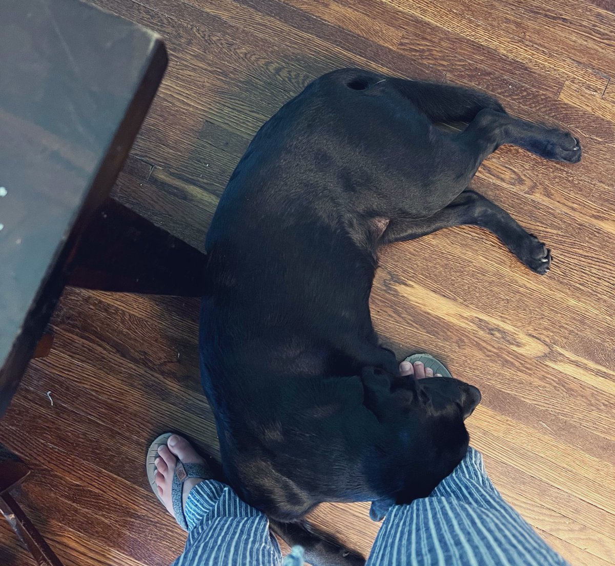 Marge101010's tweet photo. Having some difficulty locating Ruth today. #shadow #DogsofTwittter #stagefiveclinger https://t.co/ATfq4ow9vS