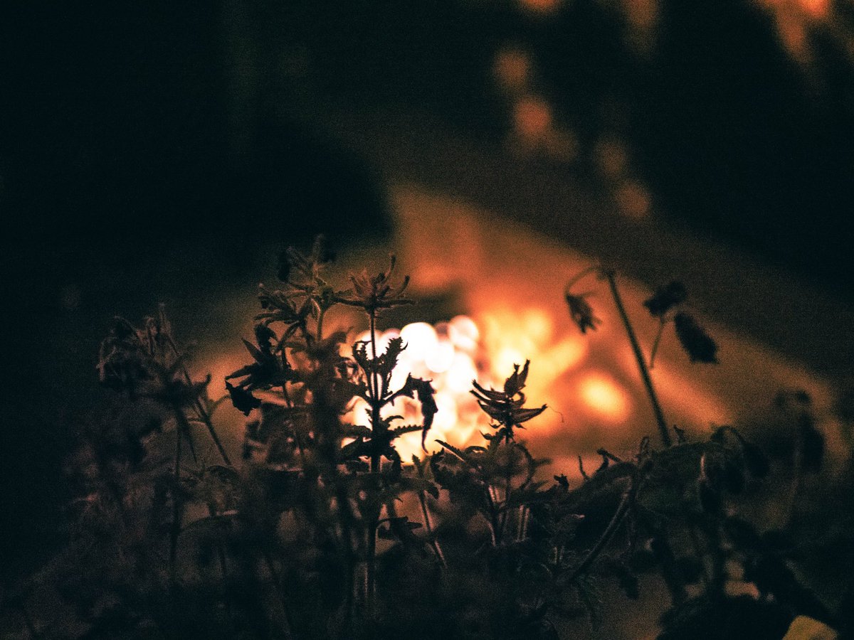 🏵
•
•
•
#photooftheday #NaturePhotography #lightroom