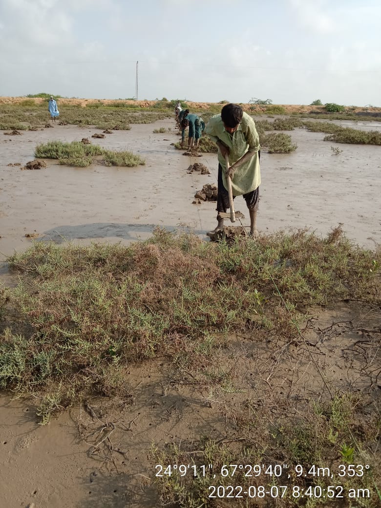 ShehzadSadiq6's tweet photo. Restocking is a continuous practice in mangroves for getting maximum success. https://t.co/iWIRf9VSeD