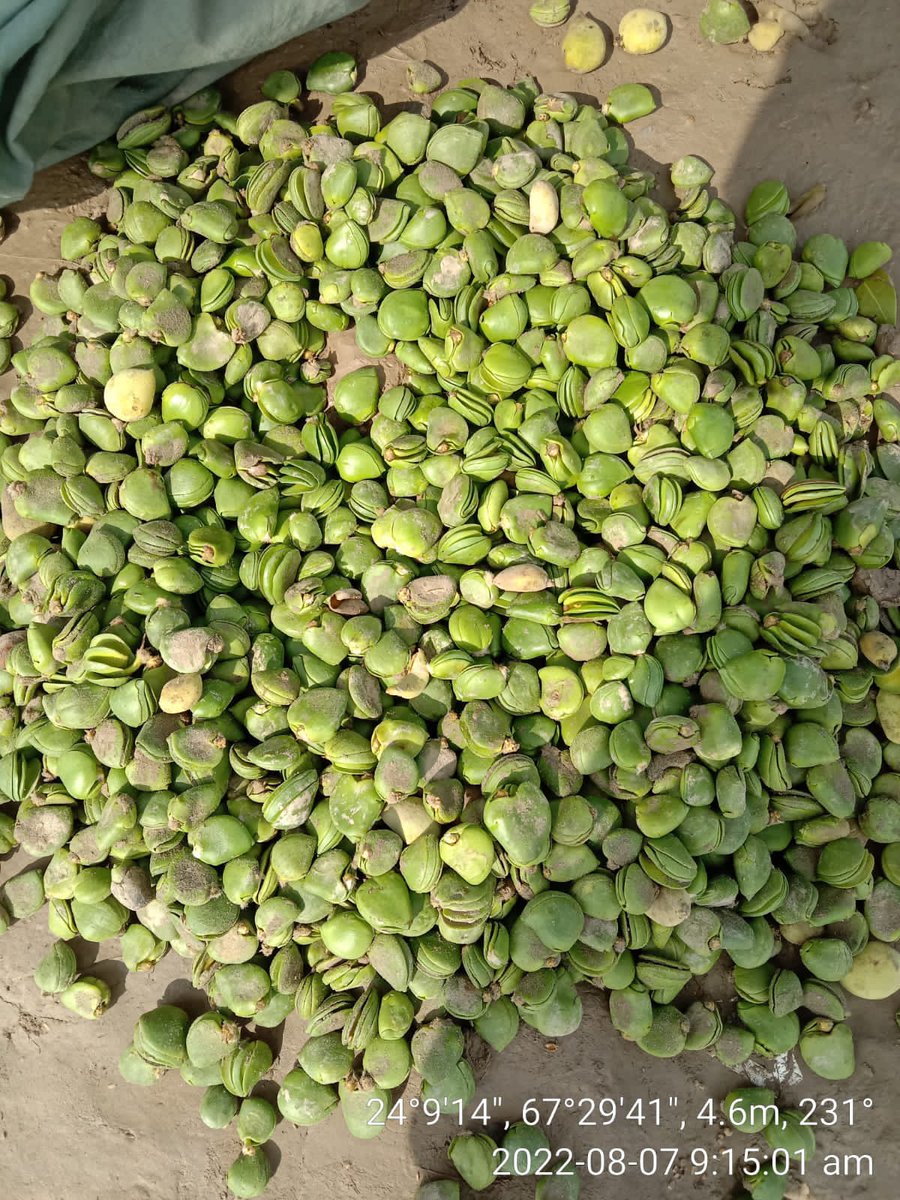 ShehzadSadiq6's tweet photo. Restocking is a continuous practice in mangroves for getting maximum success. https://t.co/iWIRf9VSeD