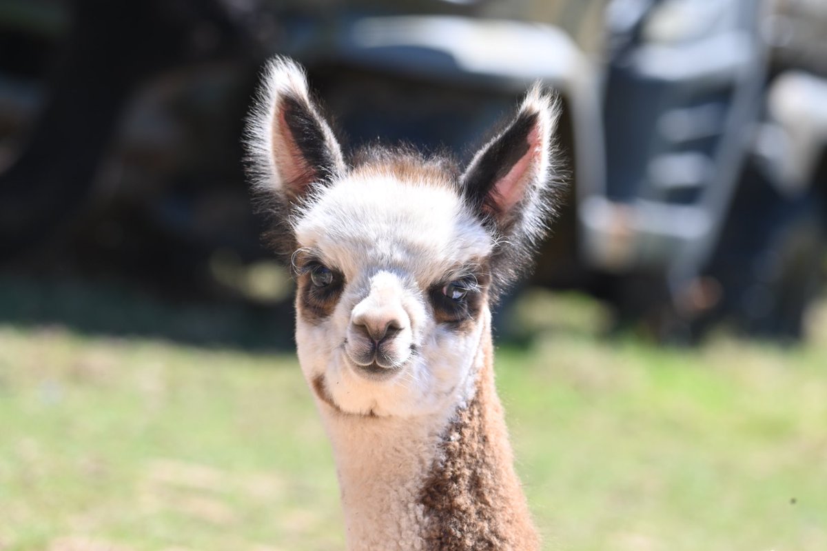 Dazzling Demelza a very confident young lady! #alpacas #Devon #Northdevon #Exmoor #alpacawedding #alpacasocks #alpacayarn #crochet #fibre #fleece #knitting #babyalpaca