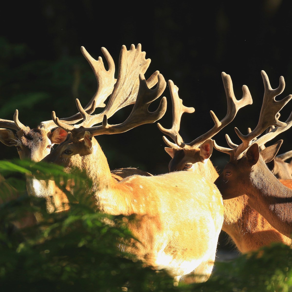 chasse38's tweet photo. #dimancheennature : connaissez-vs le parc naturel de #chambaran ? C 300 ha de verdure, 40 km de sentiers, 4 étangs, des animaux de la ferme ms aussi + de 180 animaux sauvages : #cerfs, #daims, #mouflons, #sangliers... RDV au salon #DEN le 4 sept pr vs balader ds ce havre de paix https://t.co/QeiLzbkdBG
