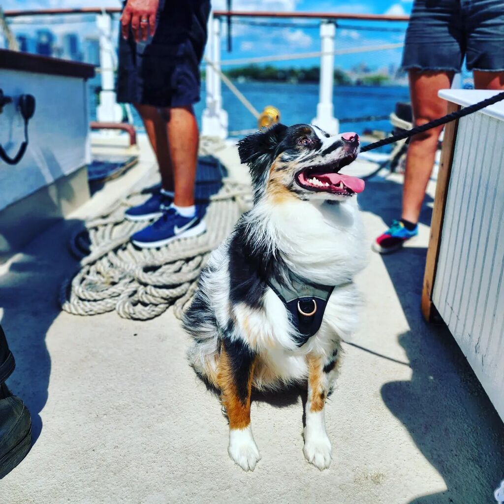 ManhattanbySail's tweet photo. We love love love doggos! Both our vessels are k9 friendly, so if you and your furry friend are seeking adventure on the water look no further! https://t.co/L9HnIBCNWE