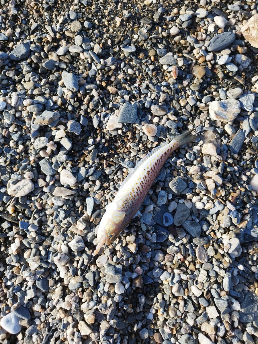 Otra tarde noche.....de #surfcasting #pesca #fishing y el finde próximo...cambio....empezamos la temporada de caza en Andalucia!!!💪💪💪💪💪💪💪🐇🐇🐇🐇