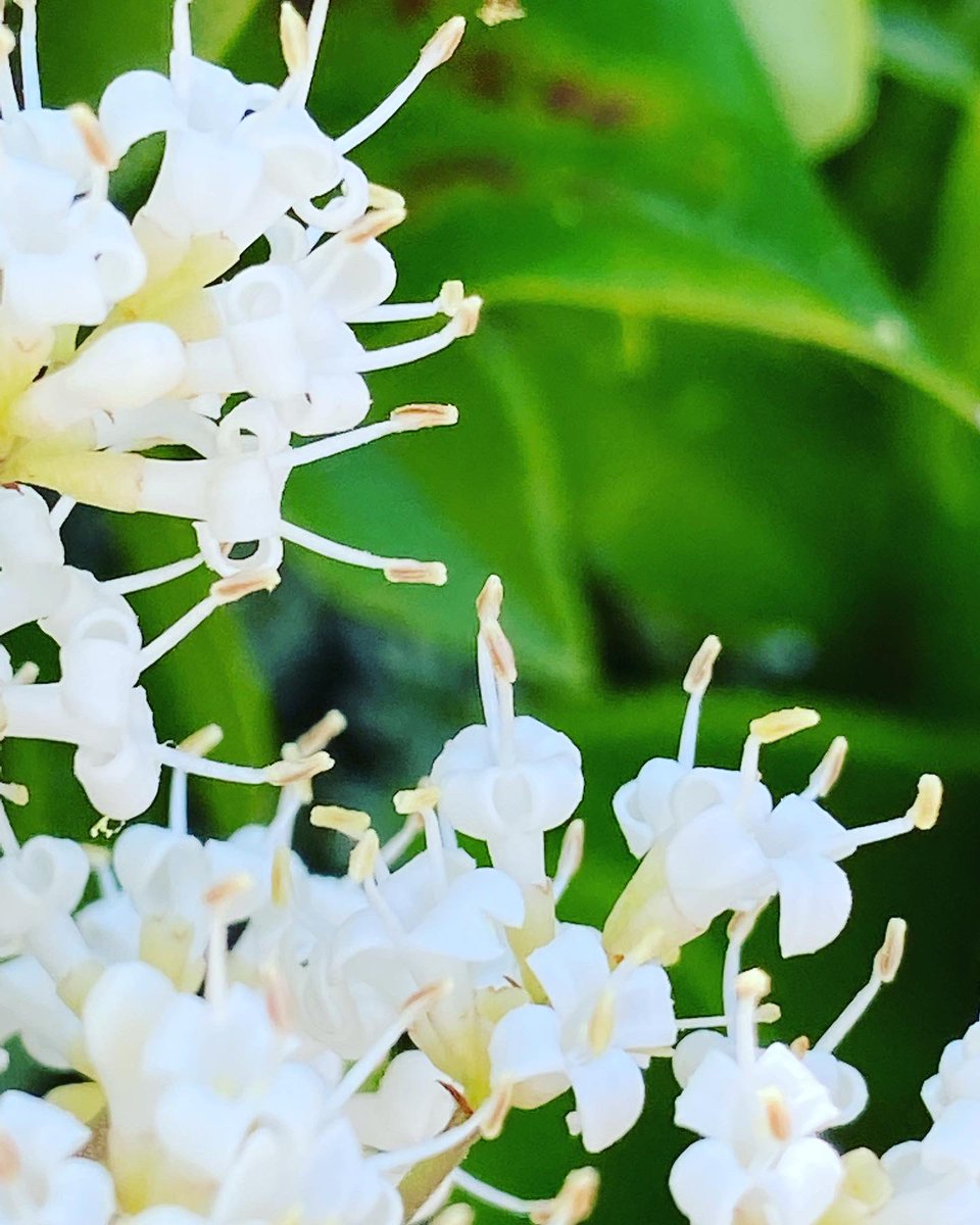 RaffaeleCirone's tweet photo. Ogni #fiore ha il suo stile e una diversa tecnica di richiamo. Il #ligustro del #Giappone si offre con forme semplici, ma abbondanti, d’un bianco che abbaglia. Le #api arrivano numerose per raccoglierne nettare e polline: la sosta è così lunga da sembrare un bacio appassionato. https://t.co/dWEwVC9lOQ