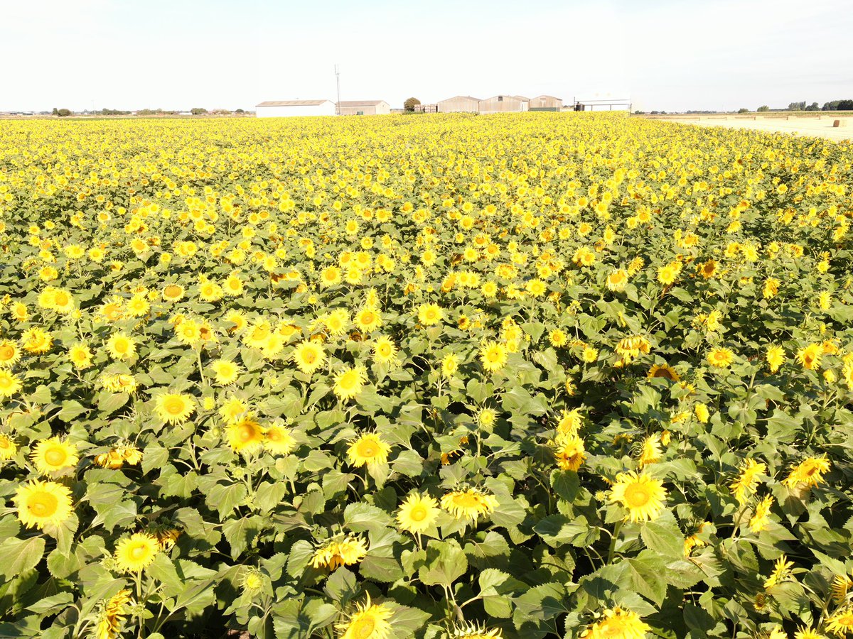 spadgerbirdseed's tweet photo. What a beautiful sight 🌻🐝🌻 https://t.co/qOYlm2sDWu