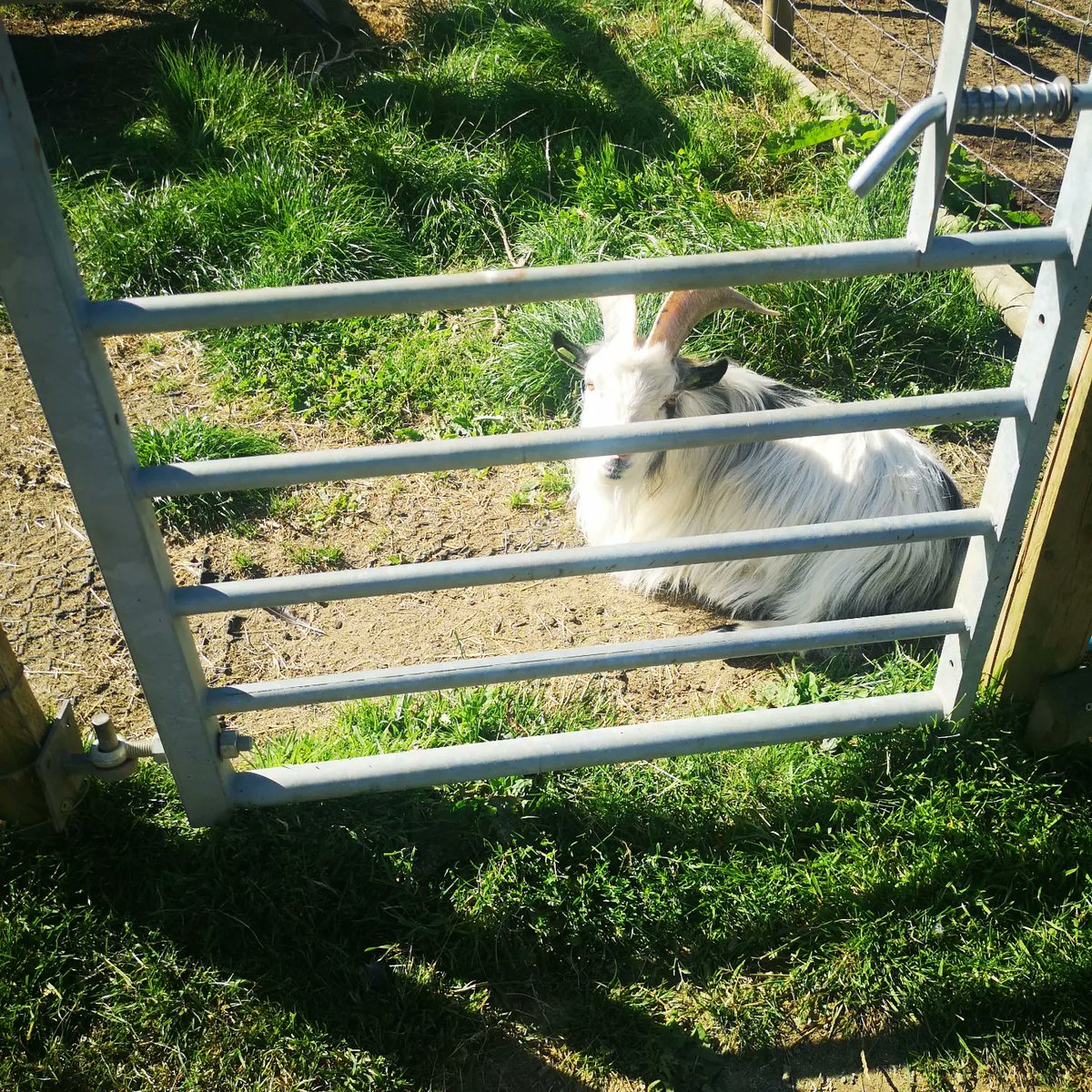 melcarrol's tweet photo. #Sunday #Dayout

@OldDownManor
#countryfayre
#DogShow2022
#wildanminals
#sheep
#dove
#wholetthedogsout
#fortheloveofmusic 
@melcarrol
@CarmenCarrol1 https://t.co/Lp1HHJvlw6
