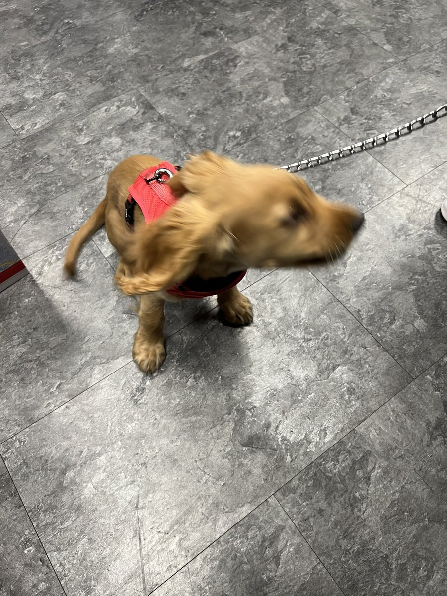 GAME York tweet media