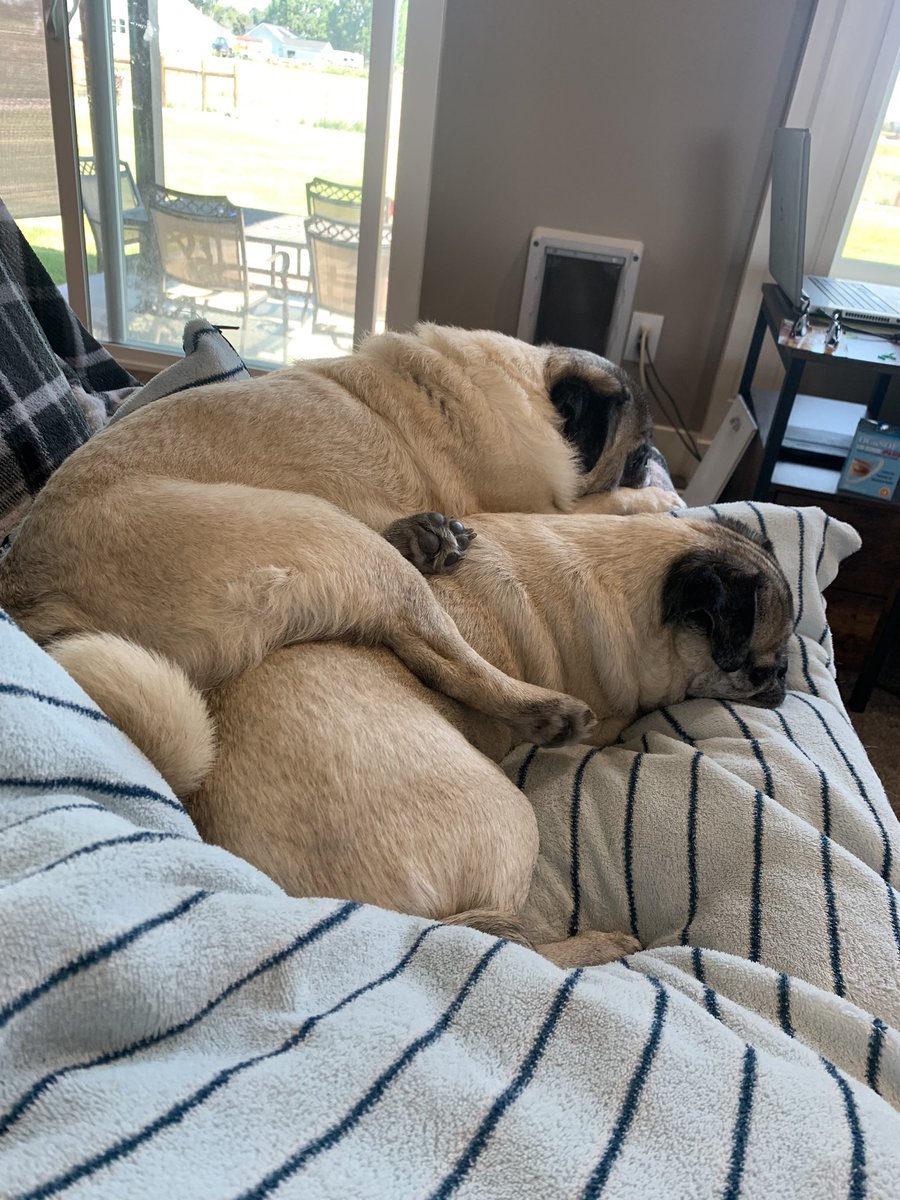 scheanit's tweet image. ￼
But Momma!! Bogey wants THIS spot!!!