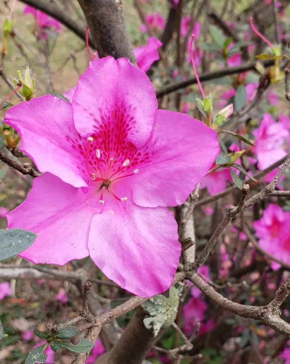 Clau3Garcia's tweet photo. Sim existe perfeição, Azaleia!
#azaleia #flowers #corderosa #natureza #parquedoibirapuera #revistarmc #fotografia #photography #photographylovers #picture https://t.co/hABbwzK8gW