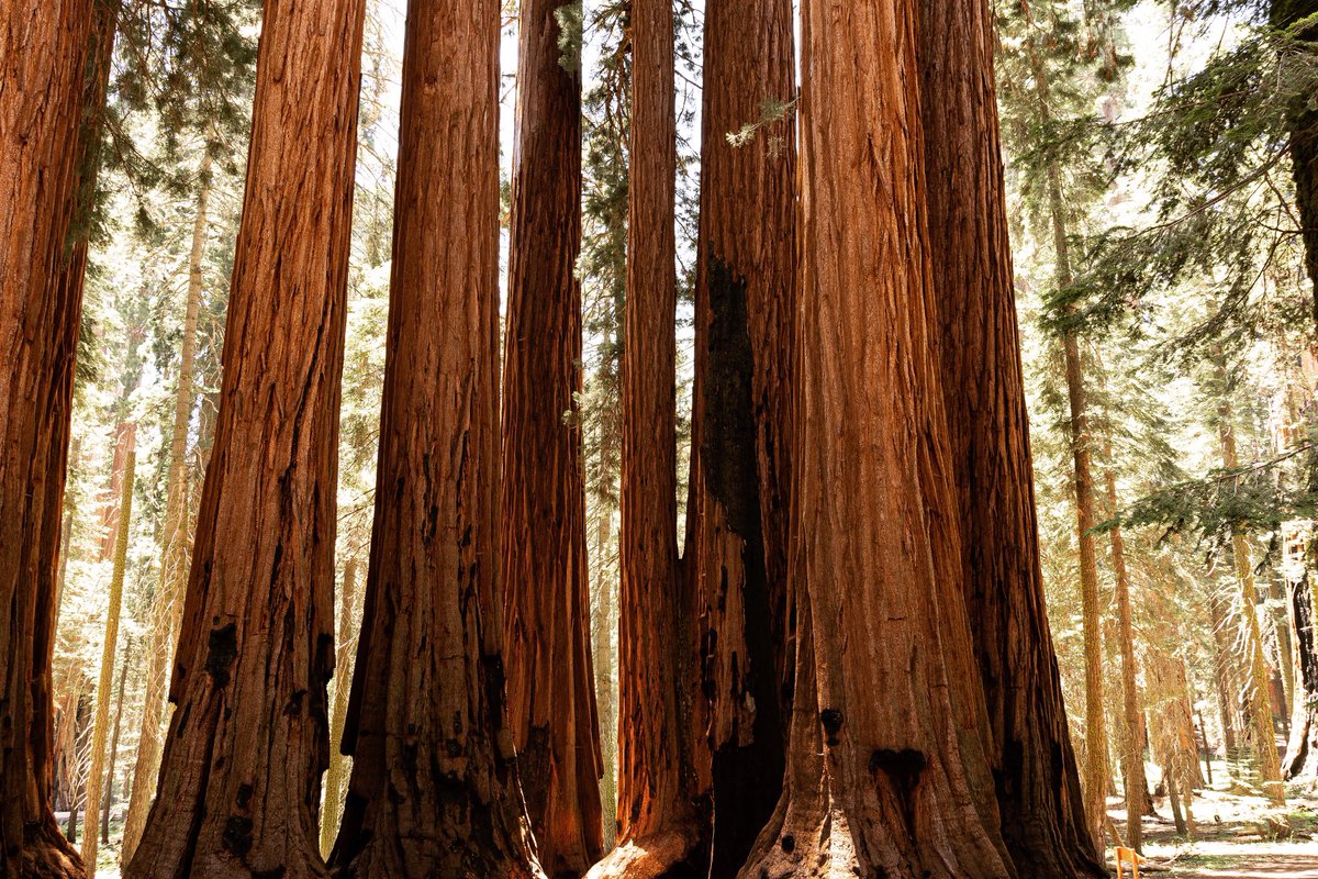 CartoonSushi's tweet photo. Giants // 📍Sequoia National Park #findyourpark #nationalparks #sequoia https://t.co/dSAI1JBwkL