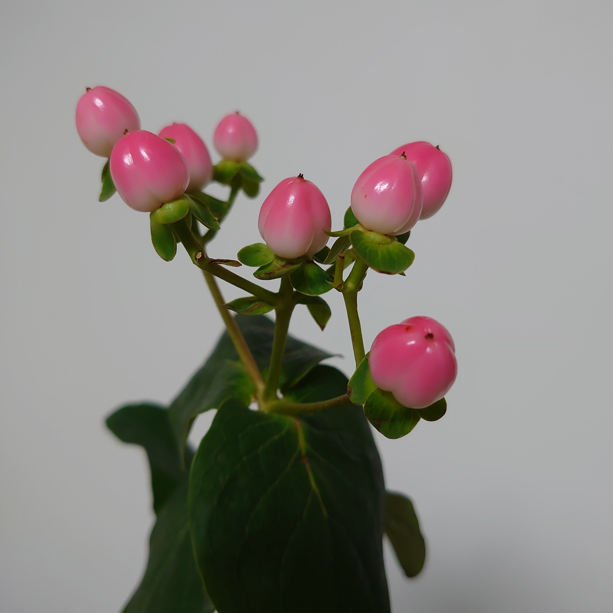 Reina ヒペリカム ヒペリカムの花見てみたいなぁ 咲いてるのは売ってないのかな ヒペリカム ハナノヒ 日比谷花壇 はなすたぐらむ 花のある暮らし 花が好きな人と繋がりたい T Co Bvh6m6ko6m Twitter