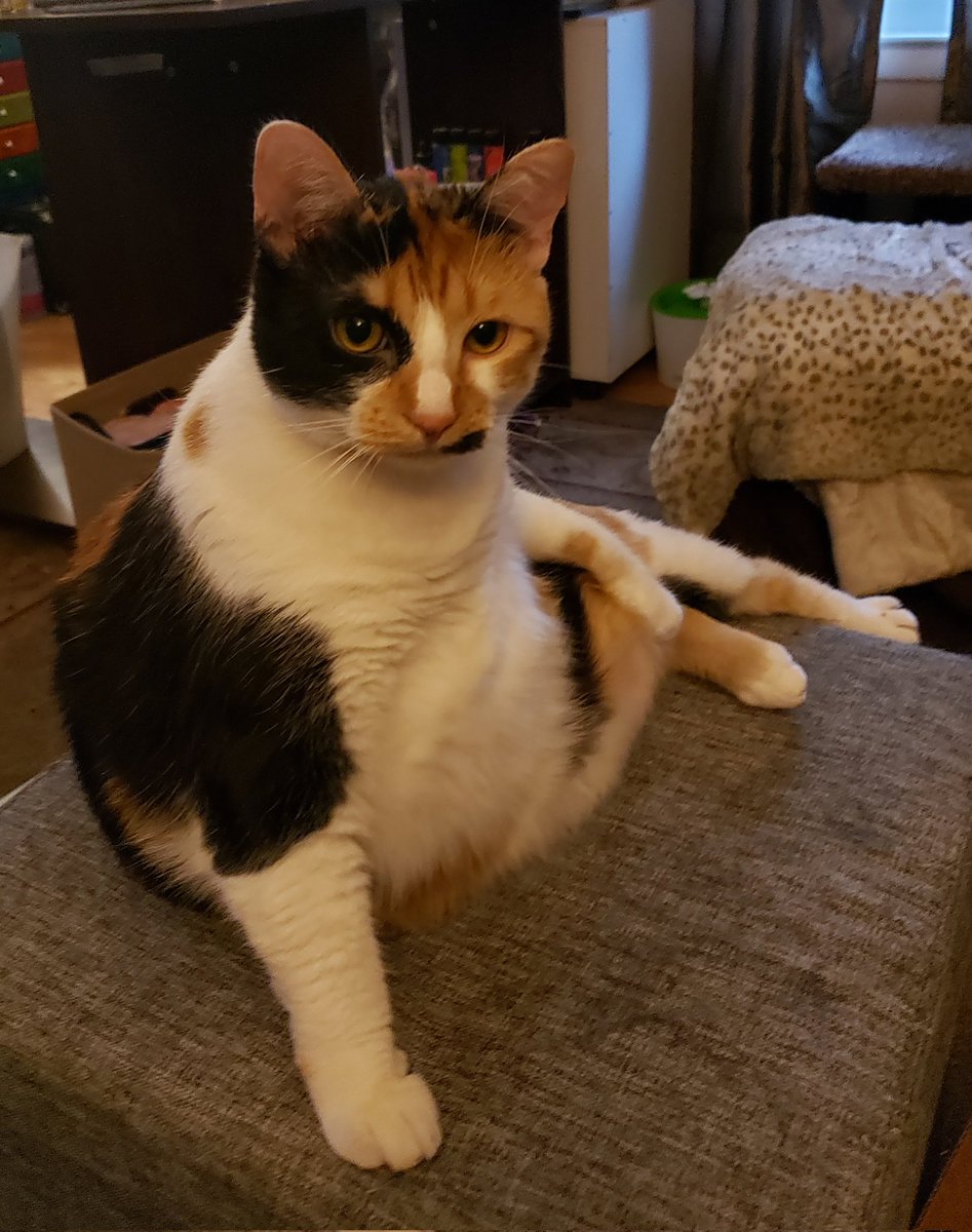 OrigynalCyn's tweet photo. @newschannelnine Our rescue cat Pepper has adjusted quickly to the Royal way of life. https://t.co/NI5ydab1jw
