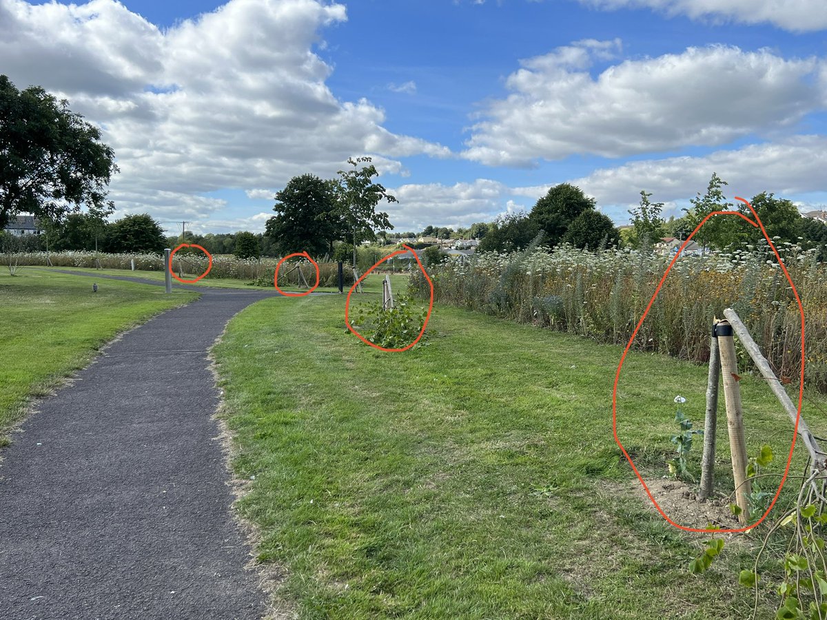 What a disgrace!!! Found 4 broken young trees beside the playground in Drogheda. Hope <a href="/louthcoco/">Louth County Council</a> will be able to replace these.