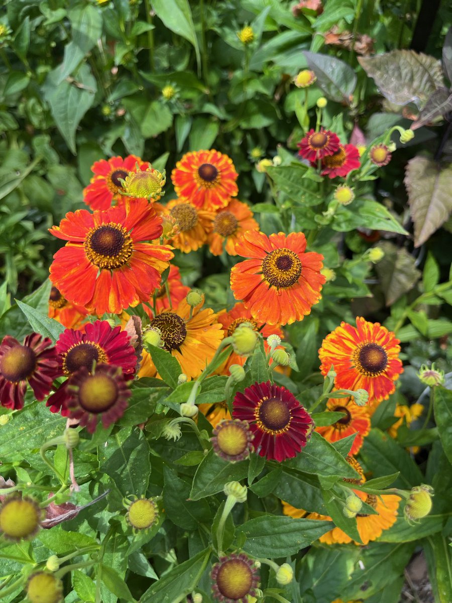 Crohnoid's tweet photo. #Heleniums are coming into their own mingling with mixed #rudbeckias, #dahlias & #heliopsis
#GardenersWorld #GardeningTwitter https://t.co/QZuEEs0Lpn
