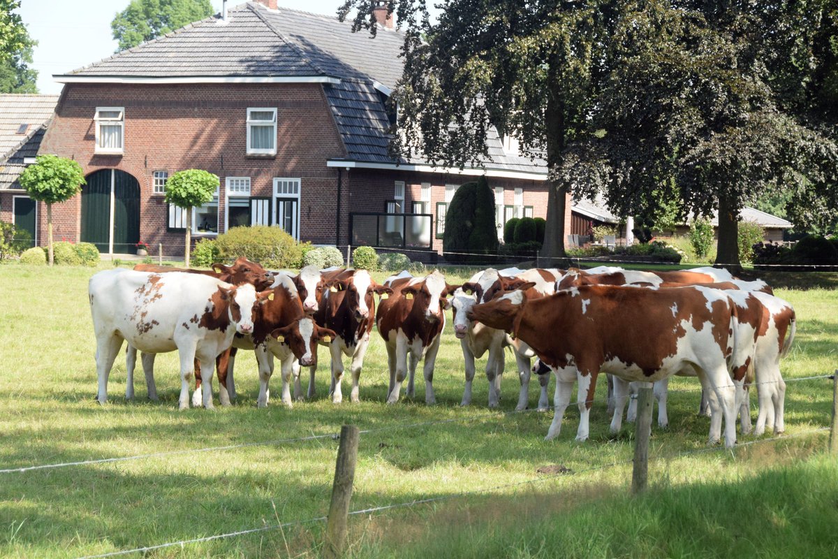 geleraaf's tweet photo. Roodbonte koeien vergaderen over stikstof https://t.co/IV3RDmdPwd