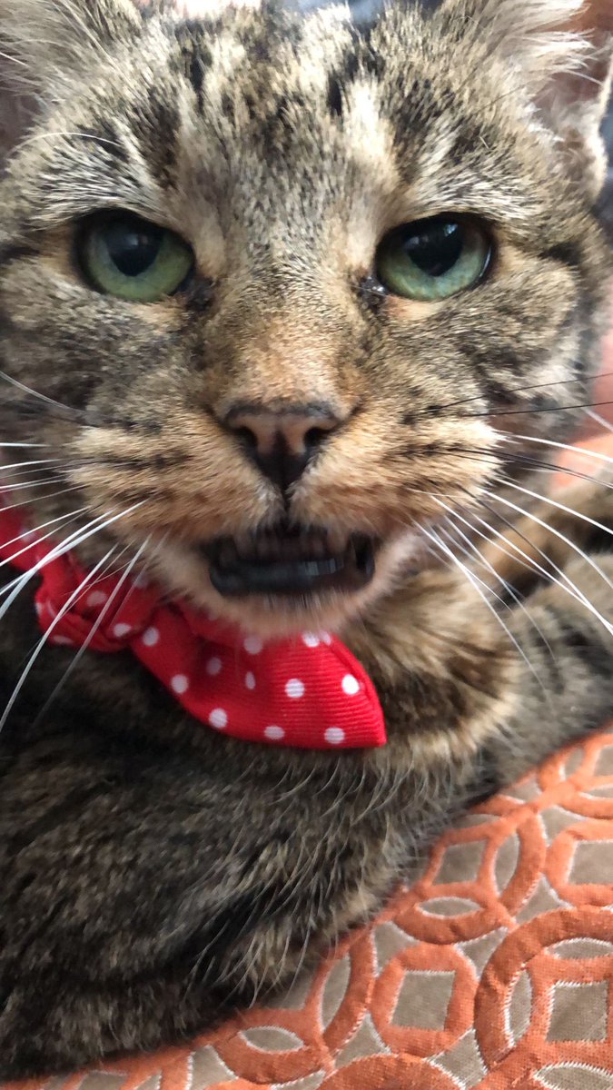 Nev is watching you … 👀 #CatsOfTwitter #CatsOnTwitter