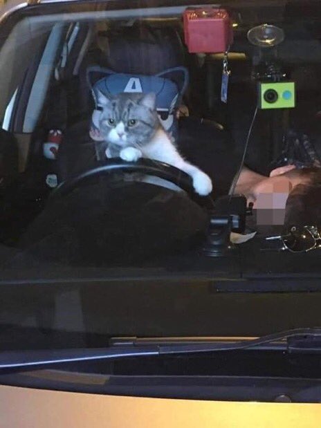 CatWorkers's tweet photo. https://t.co/3HaQXcX2j7