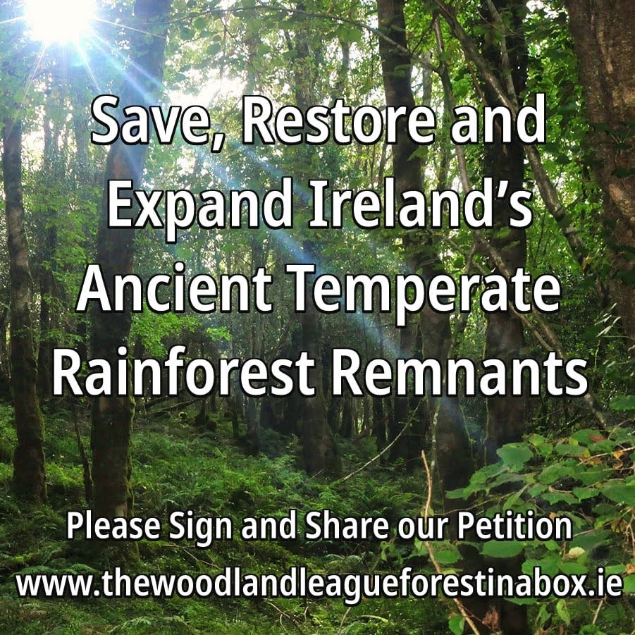 woodlandleague's tweet photo. Please Sign+Share Our Petition 2 Show Public Support for Our Most Valuable+Most Threatened Rainforest Remnants 2 Ensure a Focus for this in the Next Forestry Programme Here👉https://t.co/cwS2KP2dBz 🙏 Thank You to the 3,500 who Signed so far, Help us Reach 5000 by September. https://t.co/HZInPXhT0l