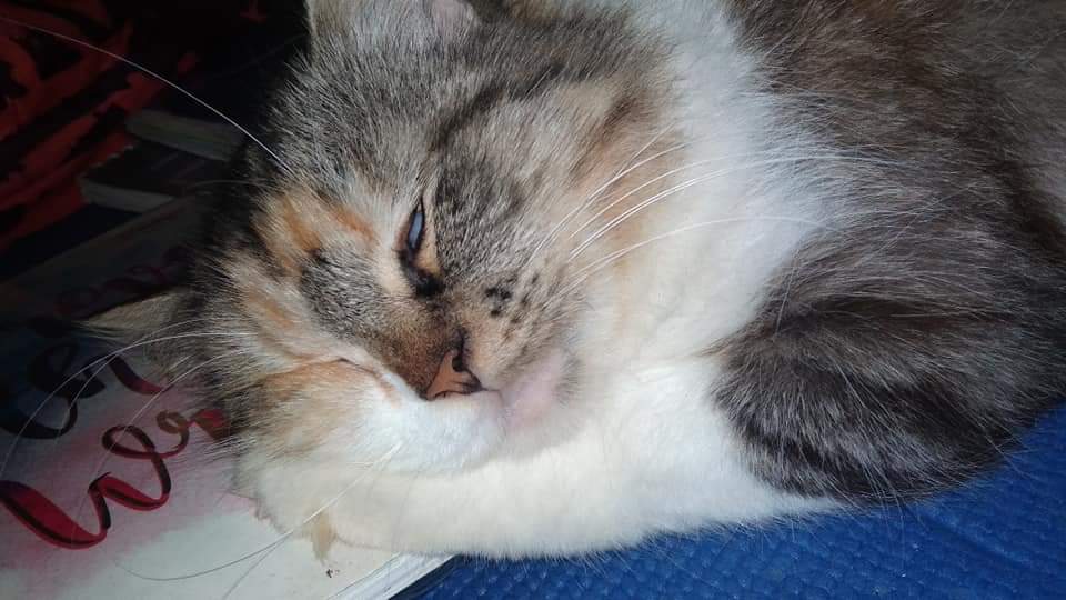 3siyaHS's tweet photo. #bubblepets

Name: Basha 

She dislike everything except eating and sleeping. She's a sassy cat. And she's looking for a dad so @biblesumett @Buildbuilddd if you two are wondering 👀 https://t.co/EyJL9SlogZ