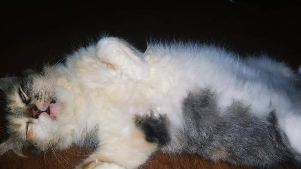 3siyaHS's tweet photo. #bubblepets

Name: Basha 

She dislike everything except eating and sleeping. She's a sassy cat. And she's looking for a dad so @biblesumett @Buildbuilddd if you two are wondering 👀 https://t.co/EyJL9SlogZ