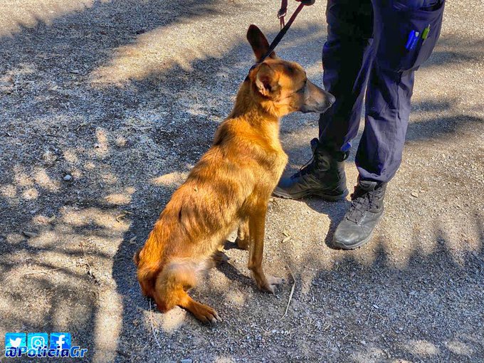 Maltrato en Granada: La rescata un perro en la rotonda de Neptuno que corría el riesgo de ser atropellado | Ideal