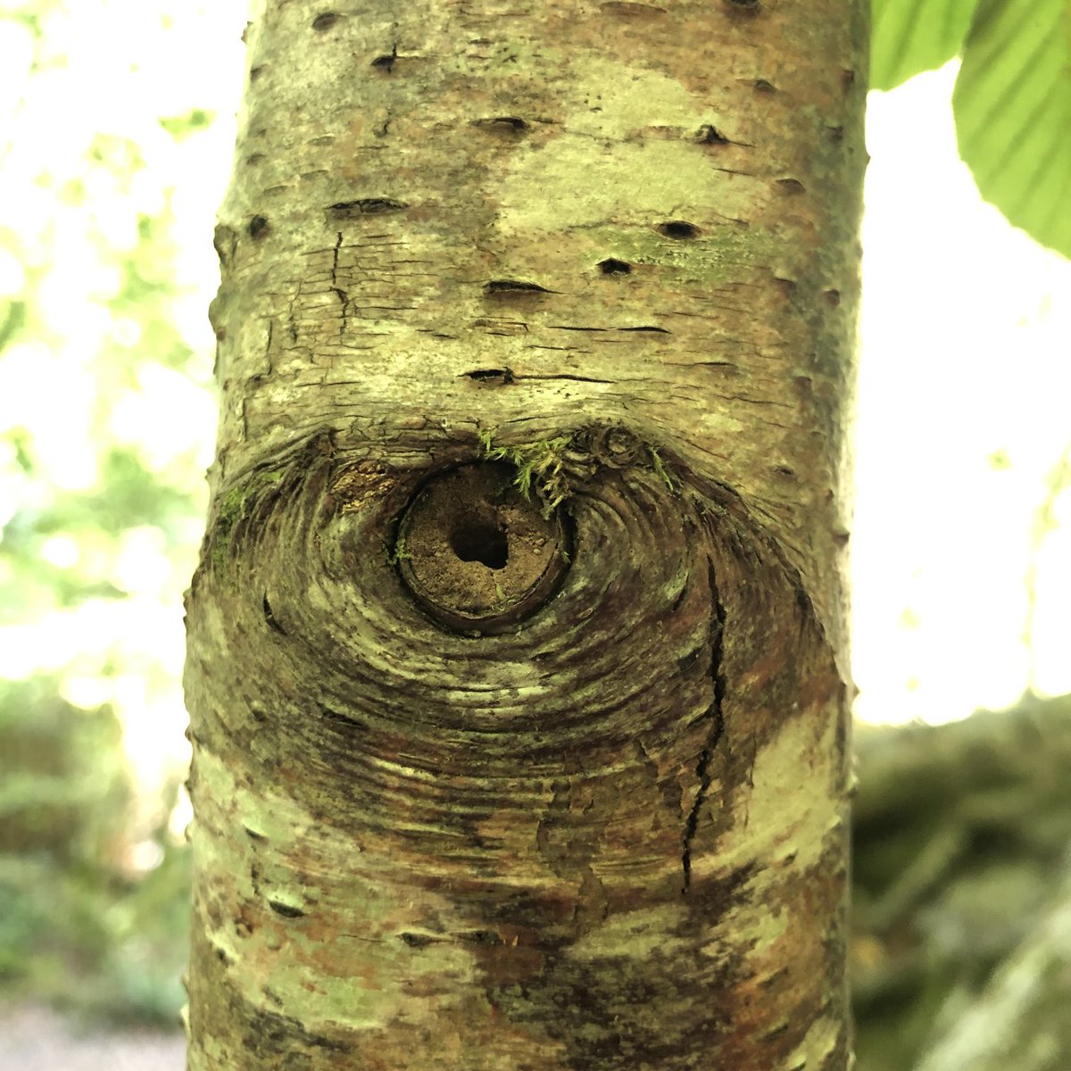 On nous regarde…Les Monts d’Arrée brûlent…Nous en sommes les coupables  #canicule2022 #rechauffementclimatique #huelgoat