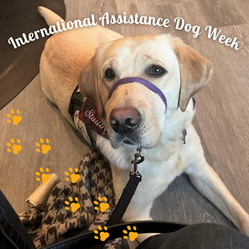 AnimalCareVet's tweet photo. This week is about recognizing all of the devoted, hardworking assistance dogs, especially those with our friends — @circletail! 💖🦮 #InternationalAssistanceDogWeek #ServiceDogs https://t.co/pCqabilwMG