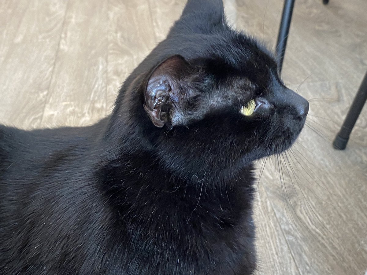 sassy_girl1000's tweet image. Went to a cat cafe today 🐾🐾