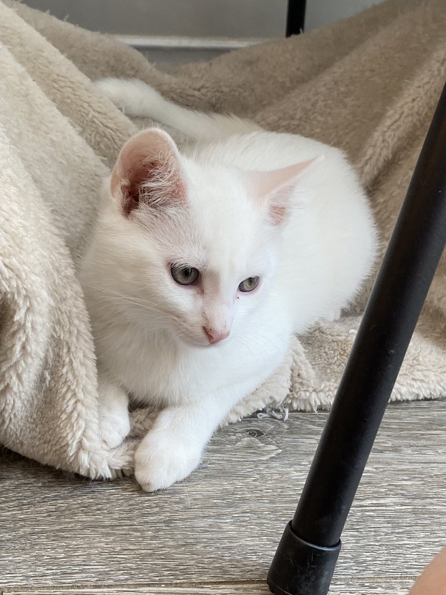 sassy_girl1000's tweet image. Went to a cat cafe today 🐾🐾